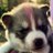 AIDOGEGOD