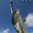 BirdsForLiberty
