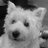 BonniedaWestie
