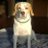 Cachorro_Bruce