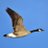 CanadaGoose911