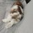 Chaosmiteisme