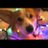 Christmas_corgi