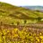 CobAltEgo