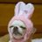 CuriousBunnie12