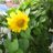 DaisyBirch59