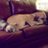 DogLifeOntario
