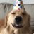 DoggoBallZ