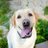Dogs4Happy