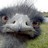 Emu1981