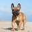 FrenchieBr77