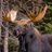 Great_Cdn_Moose