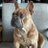HueyTheFrenchie