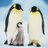 IPenguinForever