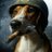 Irish_Fox_Hound