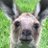 Kangarooei