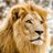 LionCross1