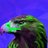 LiteEagle262