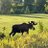 MOOSE5754
