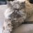 MSTRCAT_