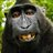 Monkee_Don