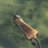 Nutria1515