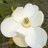 OrAnna74146Ana
