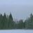 Pine_Ghosts