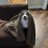Quysi_