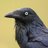Rational_Raven