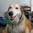 Remdog520