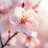 Salewa_samaa
