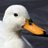 SasoDuck