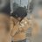 ShiviYa07231621