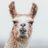Skeptical_Llama