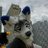SlyWolf5
