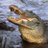 Swamp_Sagacity