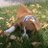 Taylor_Spener