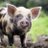 TheRoaringPig