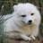 Thefoxdude