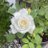Torina1036429