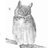 UnfinishedOwl