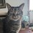 acethecat