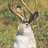 ajackalope
