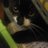 alcocatshelter