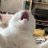 angrycat9178