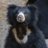 bog_bear