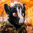 btcdragonlord