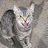catmeoutnow