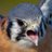 craykestrel